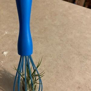 Air plants on kitchen utensil